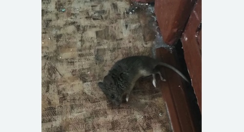 Дезинфекция от мышей в Харабали