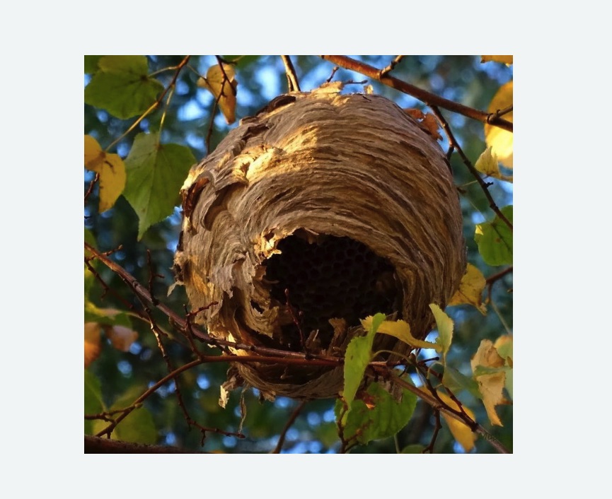 Обработка от шершней в Харабали