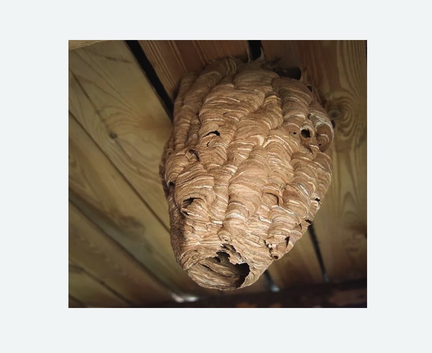 обработка от шершней в Харабали