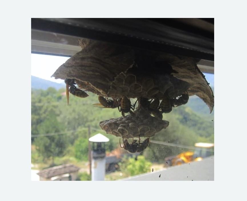 Уничтожение гнёзд шершней в Харабали